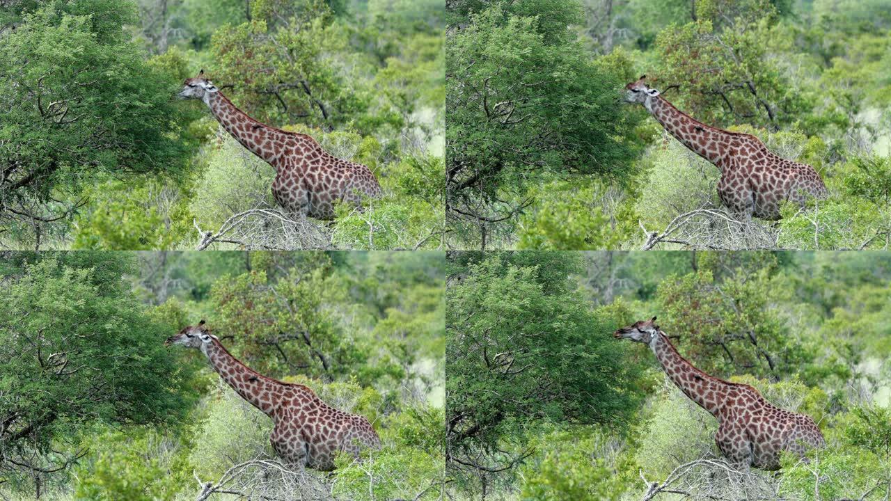 长颈鹿在非洲吃树上的叶子。森林中的哺乳动物的完美视图-自然界中的动物概念