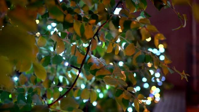 关闭绿色叶子的彩色发光二极管灯泡。背景模糊是路过的行人。低角度。
