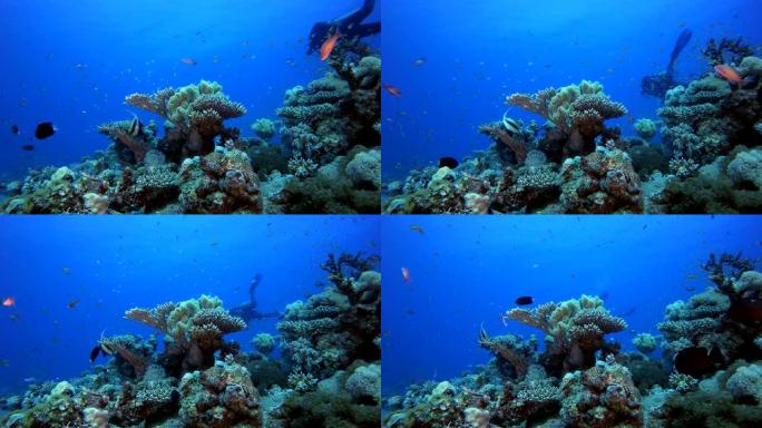 水下潜水员和热带色彩丰富的海景