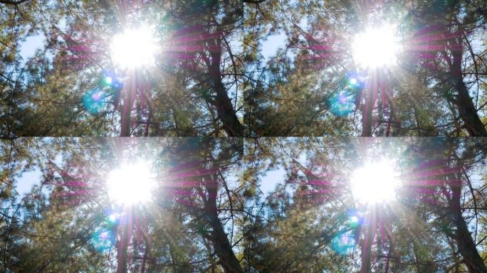 旋转和向上看松树木头上的镜头，视点视图。美丽的日光阳光穿过树顶，阳光穿过针叶树的树枝。宁静背景4K。