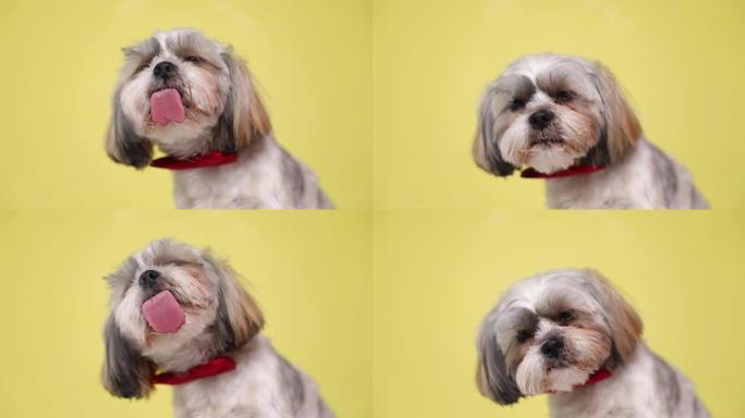 小可爱的西施犬舔着他面前的屏幕，坐在黄色工作室背景上戴着红色领结