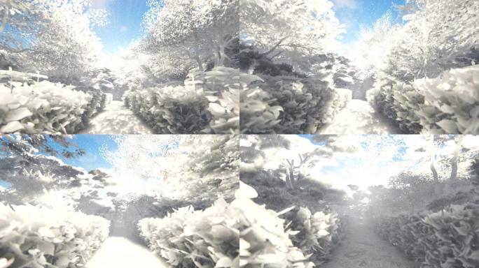 美丽的日本纸花园，阳光照耀着樱花树，4K