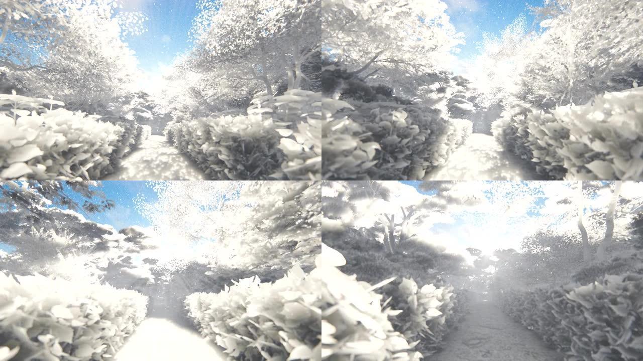 美丽的日本纸花园，阳光照耀着樱花树，4K