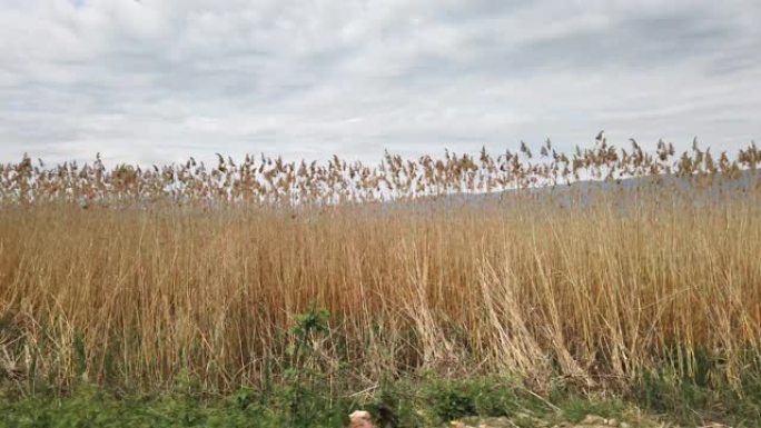 在奥赫里德湖的大麦田开车。马其顿。