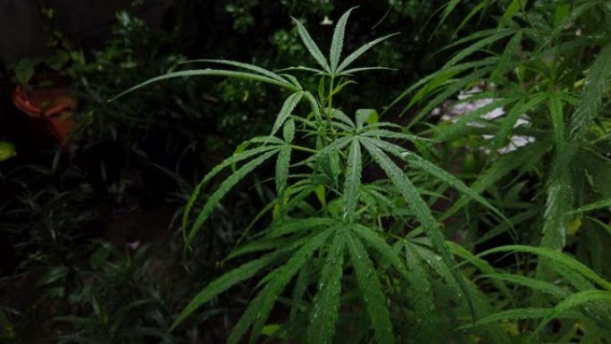 大麻植物草药替代药物和cbd石油生产