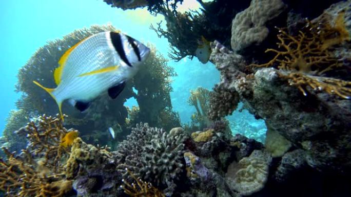 令人惊叹的珊瑚礁世界。美丽的珊瑚花和热带鱼。