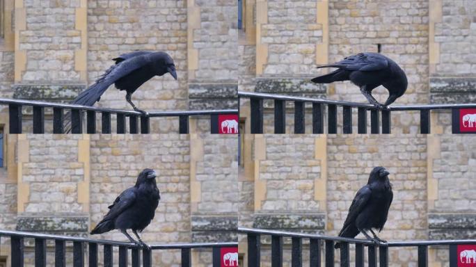 英国伦敦塔的黑乌鸦