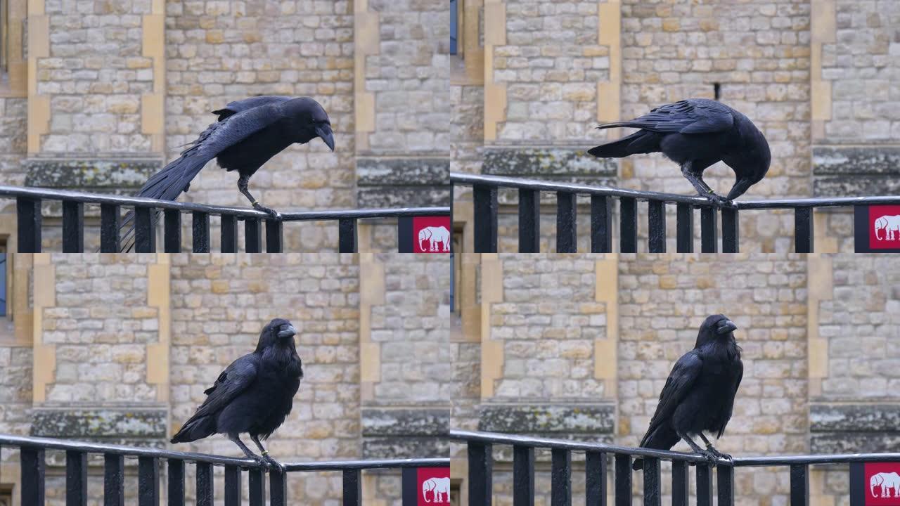 英国伦敦塔的黑乌鸦