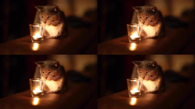 年轻美丽的灰猫在黑暗中燃烧蜡烛。家居舒适概念