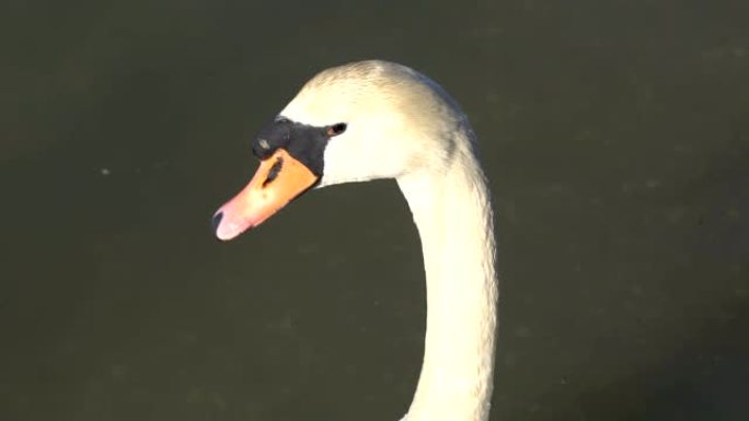 湖中美丽优雅的白天鹅肖像特写