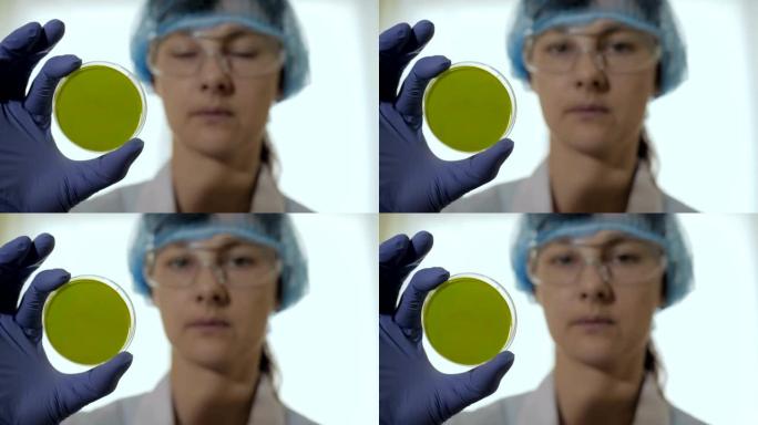 女科学家在实验室里拿着培养皿。培养皿绿屏。一个自信的女性保健专业人员在他的工作环境的肖像。