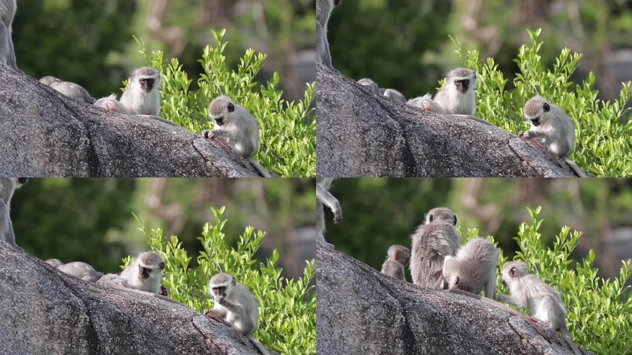 长尾猴和他的家人住在一起。克鲁格公园的美丽时刻-野外的动物概念