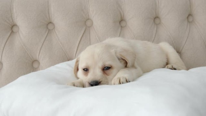 休息的拉布拉多小狗躺在枕头上看着一边