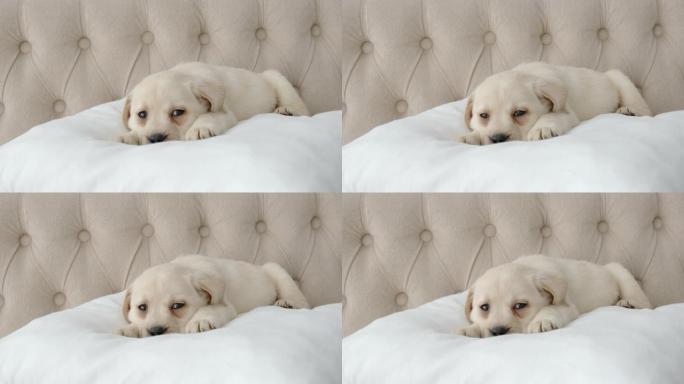 休息的拉布拉多小狗躺在枕头上看着一边