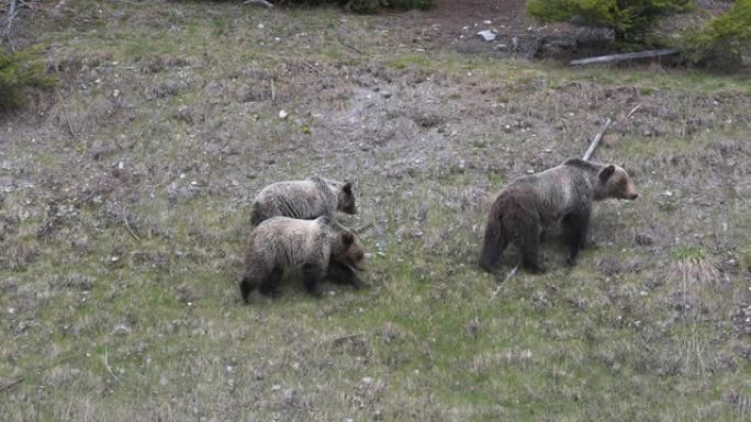 蒙大拿州的熊家族
