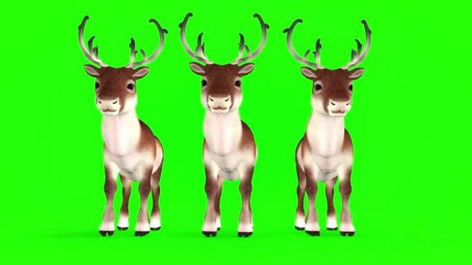 绿色背景上的圣诞鹿。3D渲染。