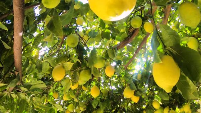 挂在柠檬树上的成熟柠檬。黄柠檬长在花园里的一棵树上。阳光照耀着树枝