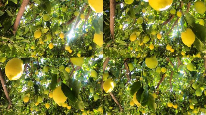 挂在柠檬树上的成熟柠檬。黄柠檬长在花园里的一棵树上。阳光照耀着树枝