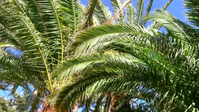 美丽的棕榈树在热带森林在4K慢镜头60fps