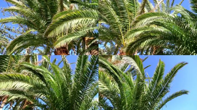 美丽的棕榈树在热带森林在4K慢镜头60fps