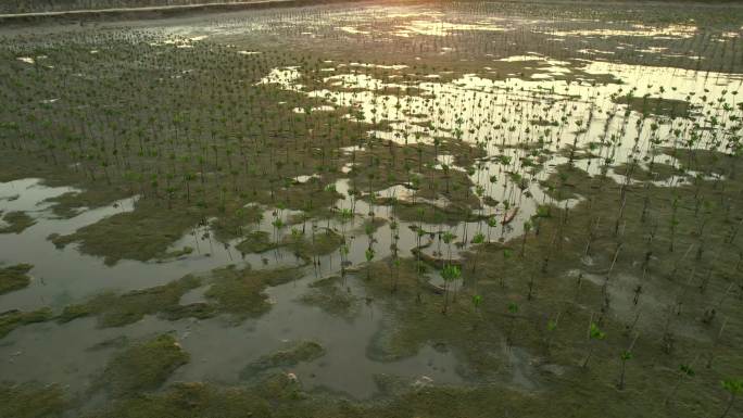 红树林种植修复树苗