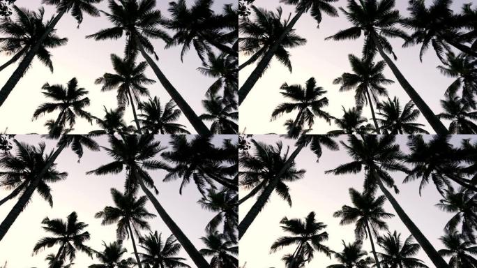 夜空背景上的椰子树