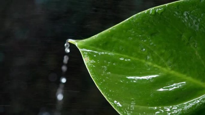 水滴在绿叶上移动，落到底部。摘要背景。