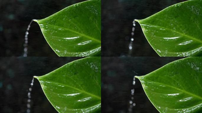 水滴在绿叶上移动，落到底部。摘要背景。