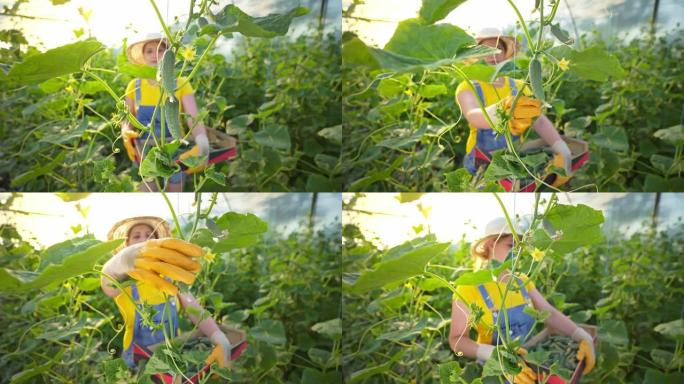 女人在温室里摘黄瓜。黄瓜铜。农民正在收割