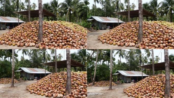 椰子农场，坚果准备出油和纸浆生产。大堆成熟的分拣椰子。天堂泰国苏梅岛热带岛屿。传统的亚洲农业。