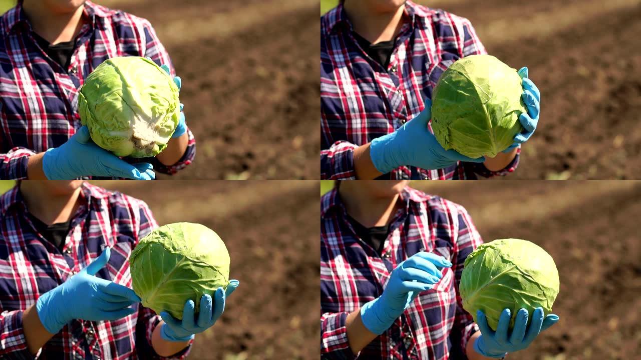 一位女农场主在被挖的田地背景下拿着白菜的特写
