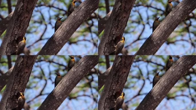 一组三只啄木鸟。其中一只用它的尾巴做支撑来照顾巢中的小鸡。campo闪烁 (Colaptes cam