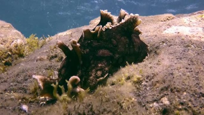 大西洋火山起源底部的黑色贝类海蛞蝓。