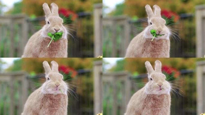 鲁弗斯兔子吃香菜，面对温暖的秋叶环境
