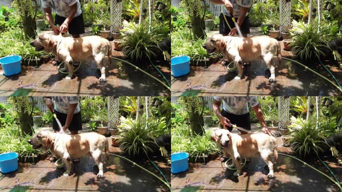 4k有趣的快乐黄色拉布拉多猎犬狗洗澡