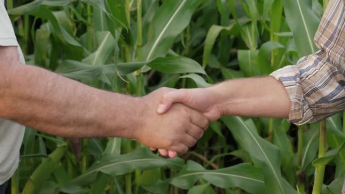 两名农民商人握手的特写农村玉米田背景