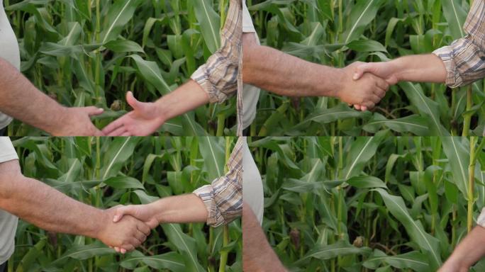 两名农民商人握手的特写农村玉米田背景