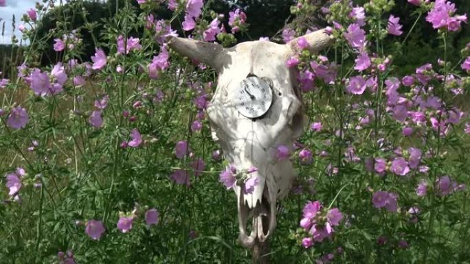 带钟面和花园花的家牛头骨