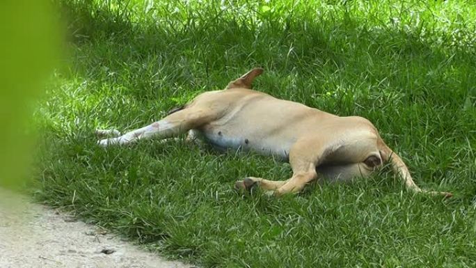 amstaff狗睡在草地上