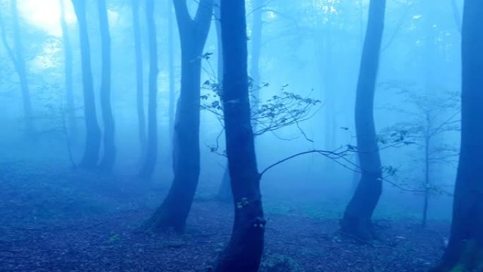 魔法森林。树之间有雾，一会儿就会有事情发生。