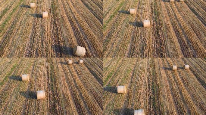 农业农村田，收获小麦包。鸟瞰图