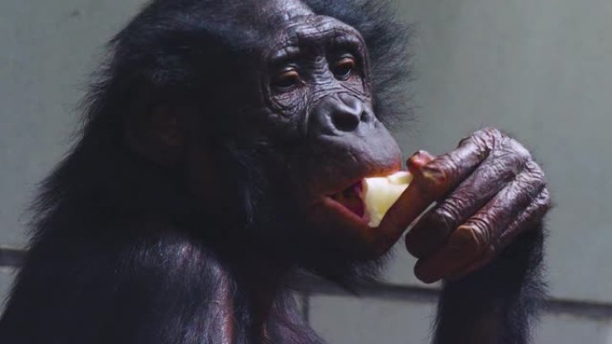 倭黑猩猩脸的特写