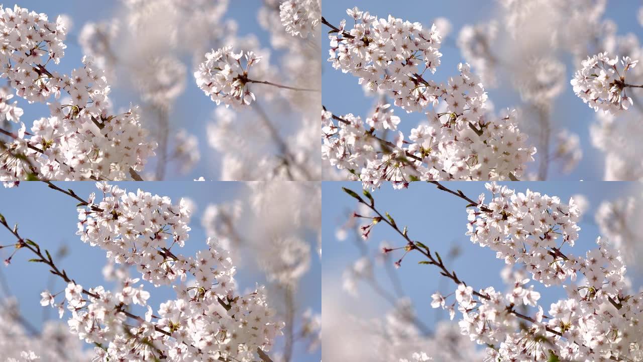 樱花樱花樱桃树樱花特写