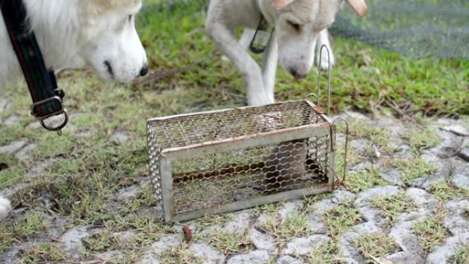 狗玩老鼠在笼子里抓老鼠。