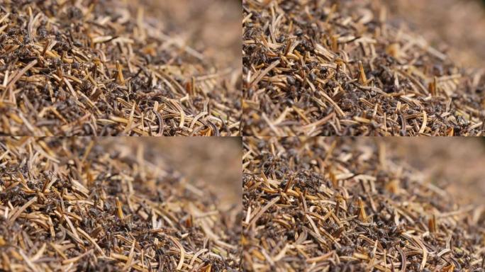 蚁丘里有许多针的蚂蚁