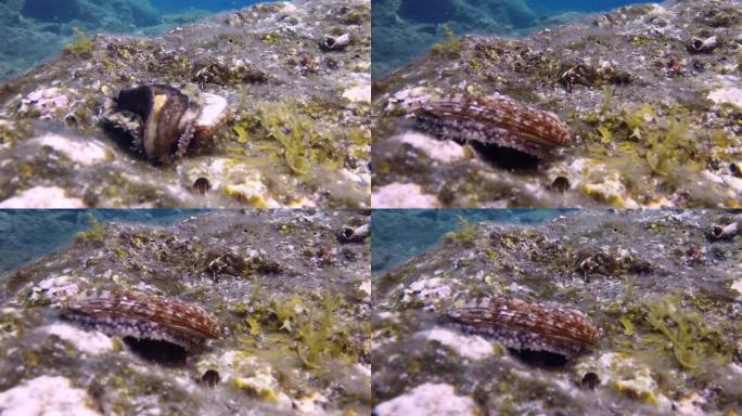 贝类海蛞蝓在大西洋火山起源底部的水下贝壳上。