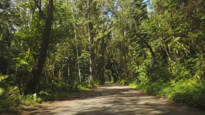 穿越夏威夷热带森林的道路