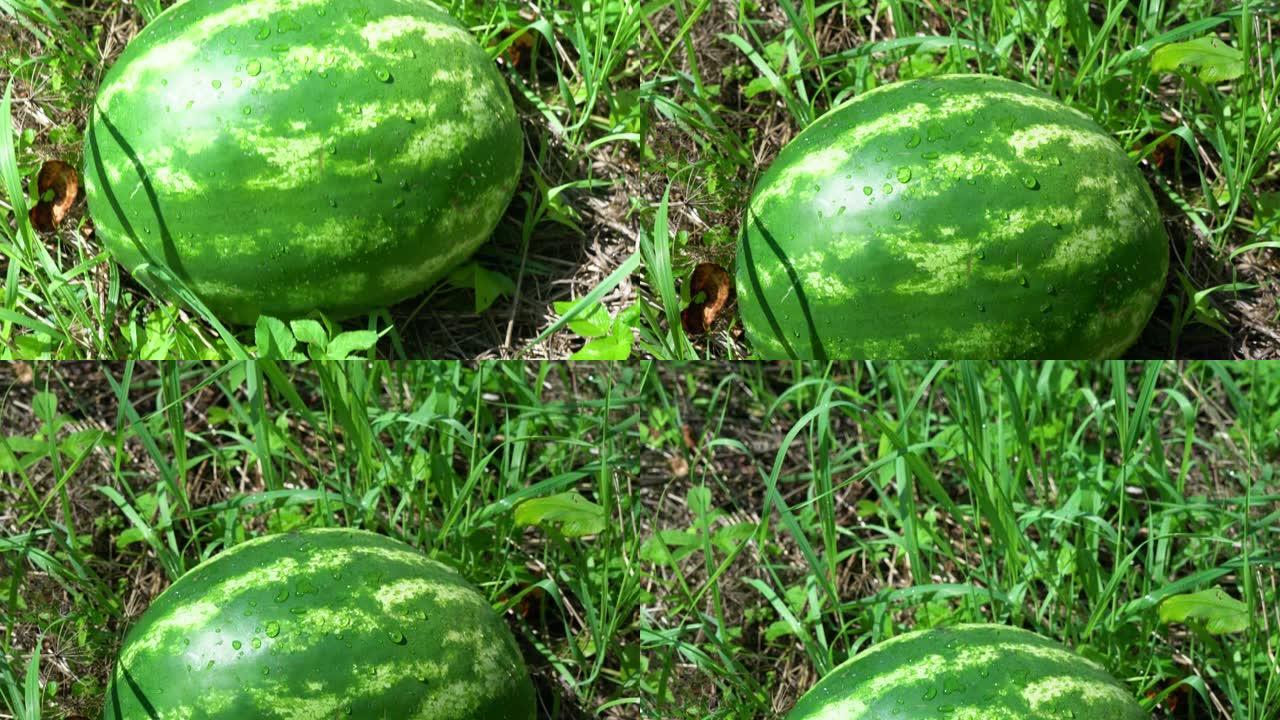 4k。西瓜在花园里生长着水滴，甜美的水果
