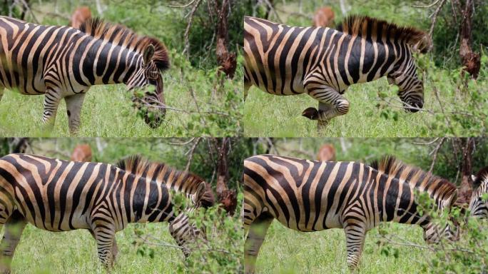 南非野生动物斑马的特写镜头。美丽的动物在自然界-近景