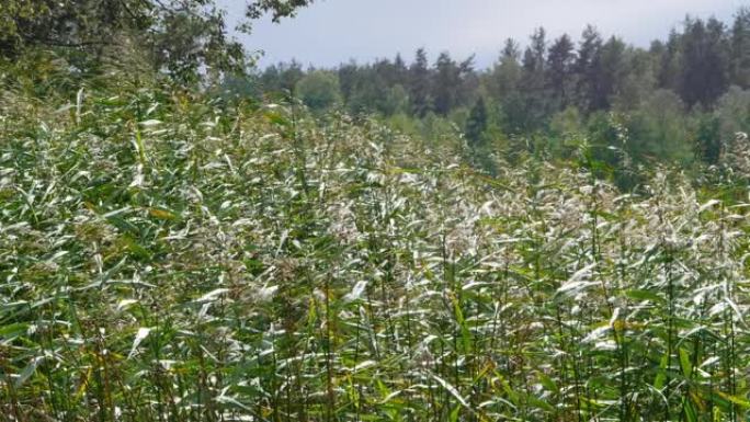 强风吹拂湖上的芦苇茎